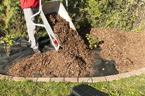 Mulching for Beauty: Enhancing Your Garden's Aesthetic Appeal